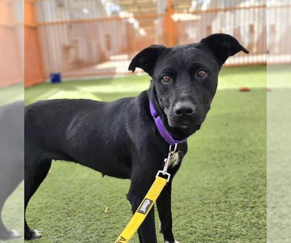 Medium Photo #1 Mutt Puppy For Sale in Las Vegas, NV, USA