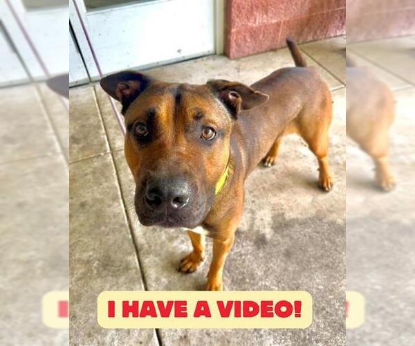 Medium Photo #3 Mutt Puppy For Sale in Forestville, MD, USA