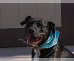 Small Photo #4 Labrador Retriever-Unknown Mix Puppy For Sale in Lake Forest, CA, USA