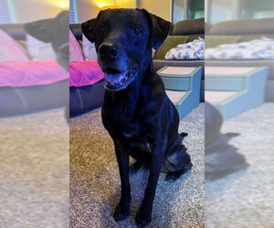 Medium Labrador Retriever