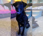 Small Labrador Retriever
