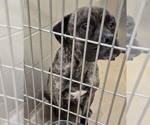 Boxer-Mastiff Mix Dogs for adoption in Decatur, IL, USA