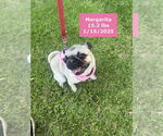 Small #3 Pug