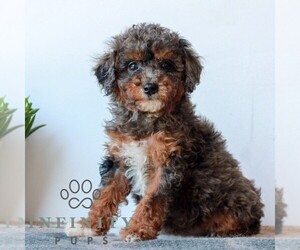 Poodle (Miniature) Puppy for sale in LITITZ, PA, USA