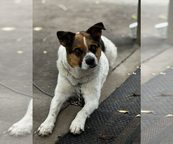 Medium Photo #7 Mutt Puppy For Sale in Bolivar, MO, USA