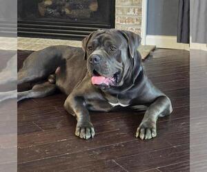 Father of the Cane Corso puppies born on 02/24/2024
