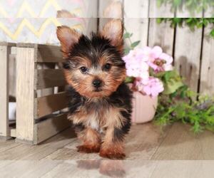 Yorkshire Terrier Puppy for sale in MOUNT VERNON, OH, USA