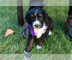 Bernedoodle (Miniature) Puppy for sale in ROY, UT, USA