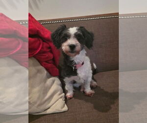 Havanese Dogs for adoption in Sioux Falls, SD, USA