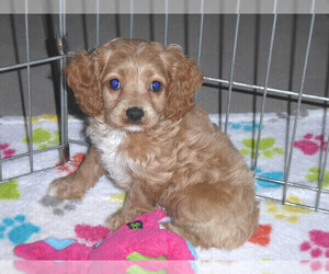 Cocker Spaniel-Poodle (Miniature) Mix Puppy for sale in ORO VALLEY, AZ, USA