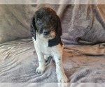 Puppy 1 German Shorthaired Pointer-Poodle (Standard) Mix