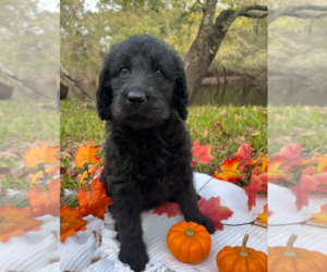 Labradoodle Puppy for sale in BLOOMINGDALE, GA, USA