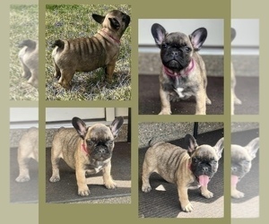 French Bulldog Puppy for sale in SHEPHERDSVILLE, KY, USA