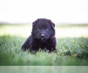 German Shepherd Dog Puppy for sale in DECATUR, IN, USA