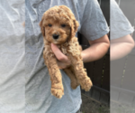 Small #1 Goldendoodle (Miniature)