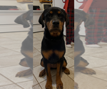 Small Rottweiler