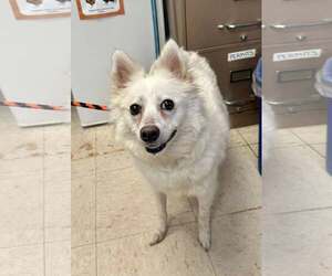 Pomimo Dogs for adoption in Princeton, MN, USA