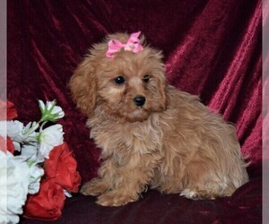 Cavapoo Puppy for sale in BARNESVILLE, KS, USA