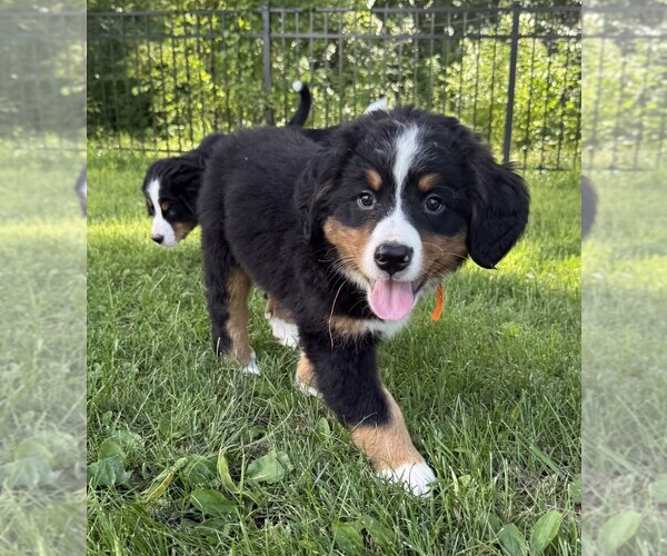 Medium Photo #29 Bernese Mountain Dog Puppy For Sale in SPRINGFIELD, OH, USA