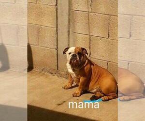 Mother of the Bulldog puppies born on 05/02/2019
