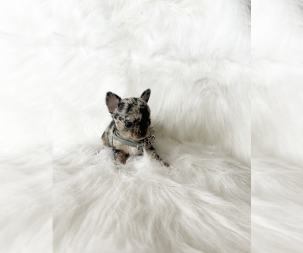 Medium Photo #13 Chihuahua Puppy For Sale in SACRAMENTO, CA, USA
