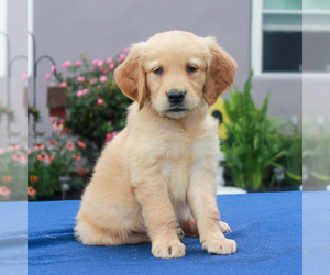 Golden Retriever Puppy for sale in GORDONVILLE, PA, USA