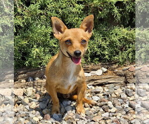 Chihuahua Dogs for adoption in Albuquerque, NM, USA