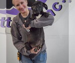 Small #4 American Staffordshire Terrier Mix