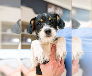 Mutt Dogs for adoption in Mundelein, IL, USA