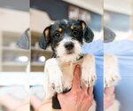 Small Mutt