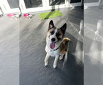 Small #1 Akita-Huskies  Mix
