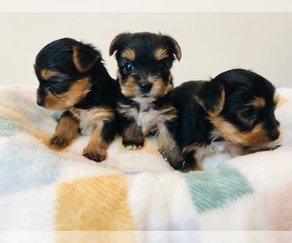 Medium Photo #3 Yorkshire Terrier Puppy For Sale in MILWAUKEE, WI, USA