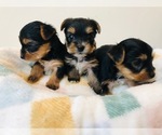 Small Photo #10 Yorkshire Terrier Puppy For Sale in MILWAUKEE, WI, USA