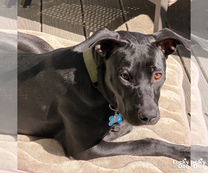 Hocus - Female Labrador Retriever-Unknown Mix Dog for Adoption - Photo #2