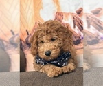 Small #10 Goldendoodle (Miniature)