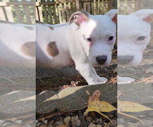 American Pit Bull Terrier-American Staffordshire Terrier Mix Dogs for adoption in Chester, VA, USA