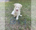 Small Photo #26 Siberian Husky Puppy For Sale in HILLISTER, TX, USA