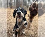 Small #1 Bluetick Coonhound Mix