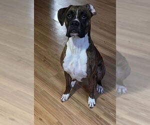 Boxer Dogs for adoption in Woodbury, MN, USA