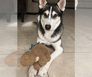Siberian Husky Puppy for sale in WEST PALM BEACH, FL, USA