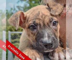Labsky Dogs for adoption in Huntley, IL, USA