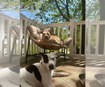 Small #15 American Pit Bull Terrier-Labrador Retriever Mix