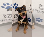 Cubby (7149) - Male Mutt Dog for Adoption - Small photo