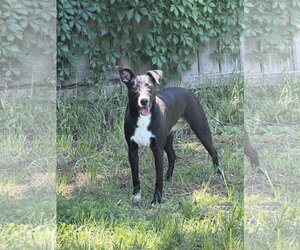 Mutt Dogs for adoption in Jackson, MS, USA