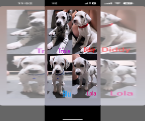 Dalmatian Puppy for sale in GRANADA HILLS, CA, USA