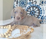 Puppy Roxy Weimaraner