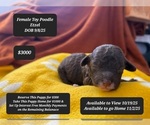 Small #1 Poodle (Toy)