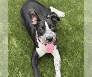 Dotty - Female Pointer-Unknown Mix Dog for Adoption - Photo #5