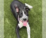 Small Photo #5 Pointer-Unknown Mix Puppy For Sale in San Diego, CA, USA