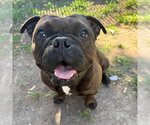 Small #1 French Bulldog